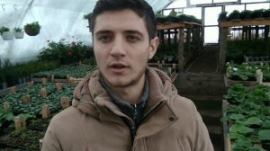 Что выгоднее выращивать в теплицах?