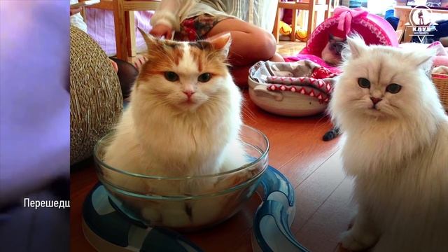 10 интересных фактов о кошачьих | Моя Планета смотреть онлайн