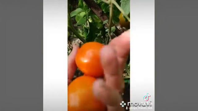 Смайлик. #сорта_томатов#помидоры#томаты#выращиваниетоматов#огород смотреть онлайн