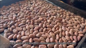 Обжарка какао бобов в духовке в течение 20 минут ???