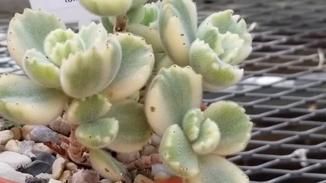 COTYLEDON TOMENTOSA "BEAR'S PAW" SUCCULENT смотреть онлайн