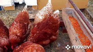 Как живут наши куры в теплице при - 30 !