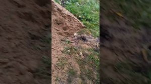 Осенние работы. Таскаем песок на грядки.