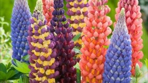 ХОТИТЕ ВЫРАСТИТЬ ЛЮПИН? ПРОЩЕ ПРОСТОГО! Люпины посадка и уход.