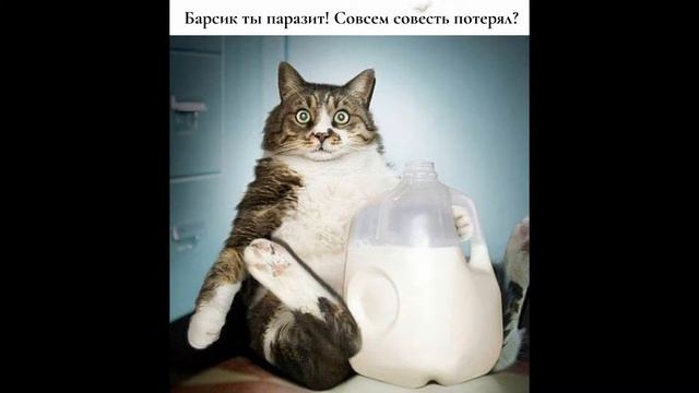 Смешные животные видео для детей смотреть 2019 - Смешное видео МатроскинТВ смотреть онлайн