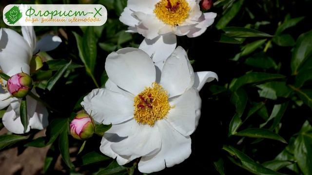 ? Виды пионов по строению цветка, сорта пионов смотреть онлайн