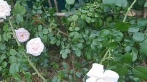 Обзор плетистой розы "New Dawn" где сажать.