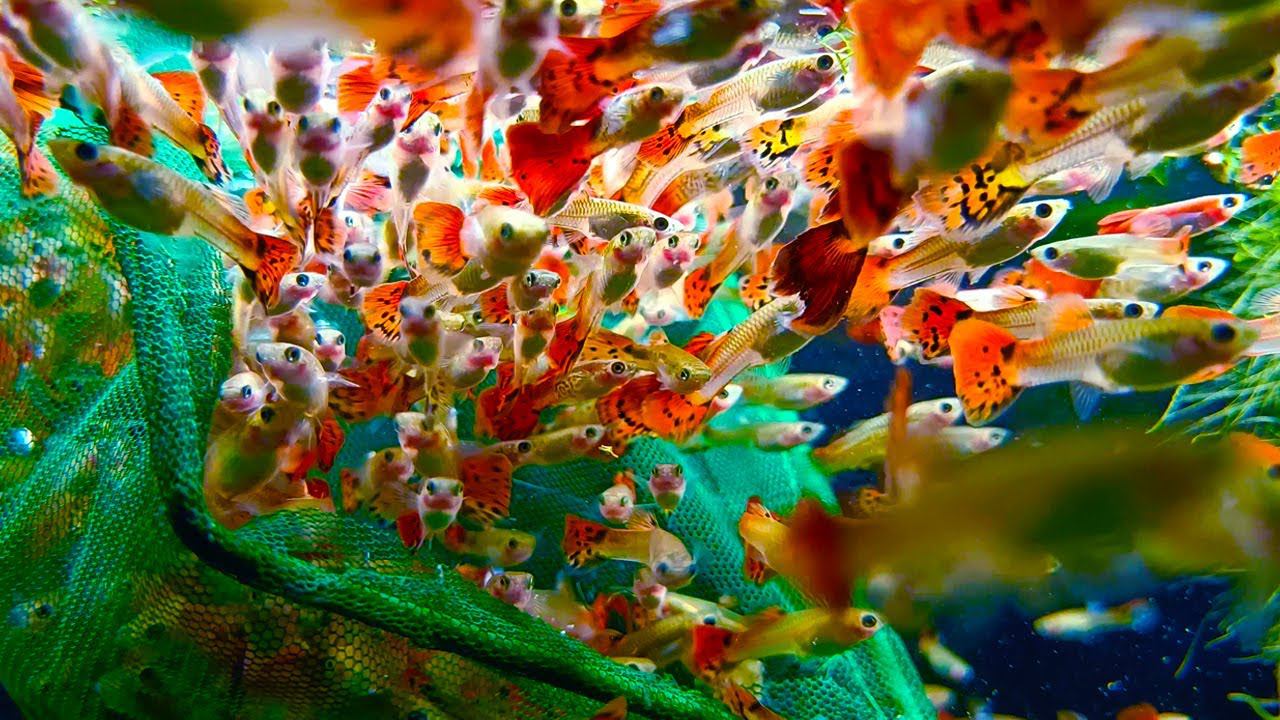 Запустил 360 красивых гуппи в аквариум [Новинки на рыборазводне] смотреть онлайн