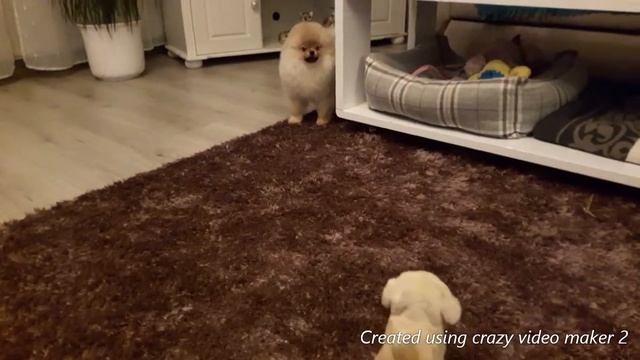 Марси ругается на зеркало. И кто громче лает. Щенок Померианского шпица (pomeriaan).