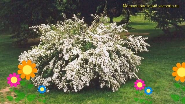 Спирея ниппонская Сугроб. Краткий обзор, описание характеристик spiraea nipponica Snowmound смотреть онлайн