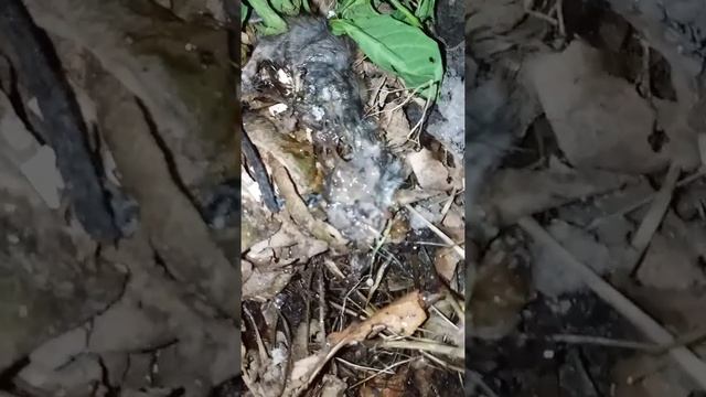 Мышка ) смотреть онлайн