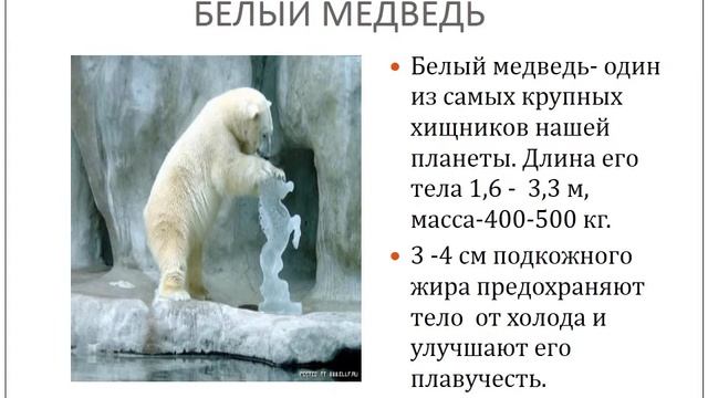 Проект «Красная книга, или Возьмём под защиту»