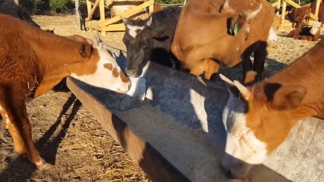 Коровы калмыцкой породы на откорме смотреть онлайн