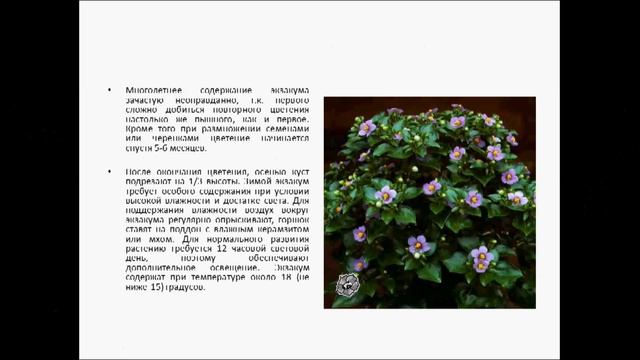 ЭКЗАКУМ