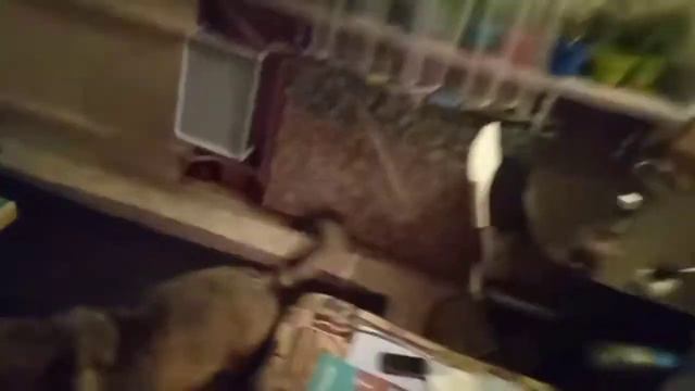 СОБАКА В КВАРТИРЕ смотреть онлайн