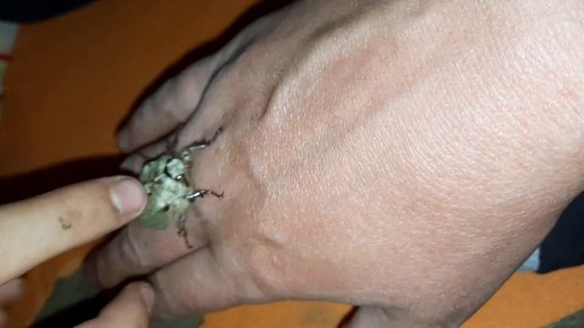 жук пискун смотреть онлайн