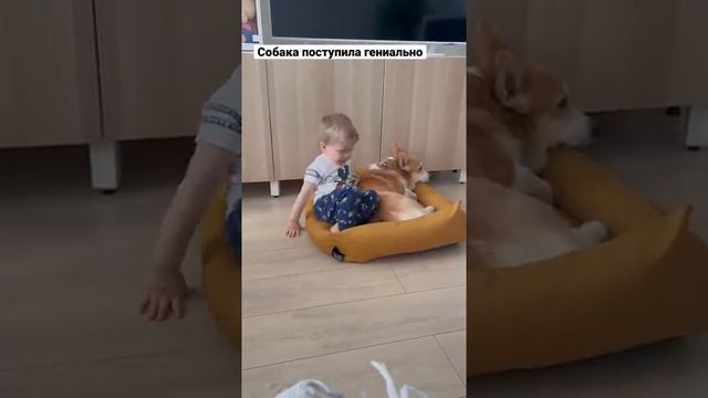 Бентли и Роберт борьба за лежак смотреть онлайн