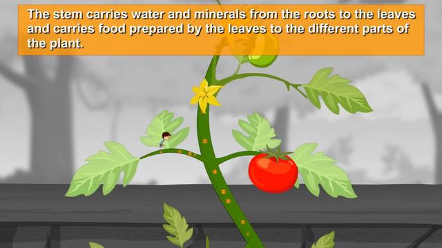 Parts Of A Plant | #aumsum #kids #science #education #children