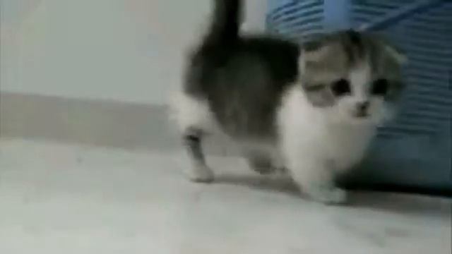 Это Самые Милые Котята В Мире! смотреть онлайн