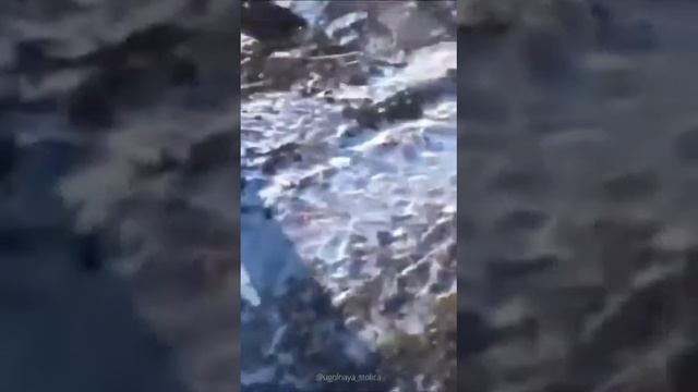 СПАСЛИ ОЛЕНЯ смотреть онлайн