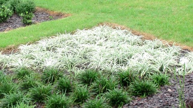 Silverlawn™ Liriope Is A Low Growing Contrast Plant With Clean Variegated Foliage