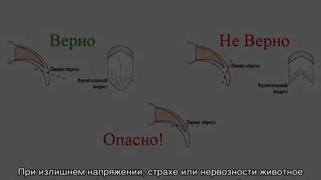 Как подстричь когти собаке правильно в домашних условиях смотреть онлайн