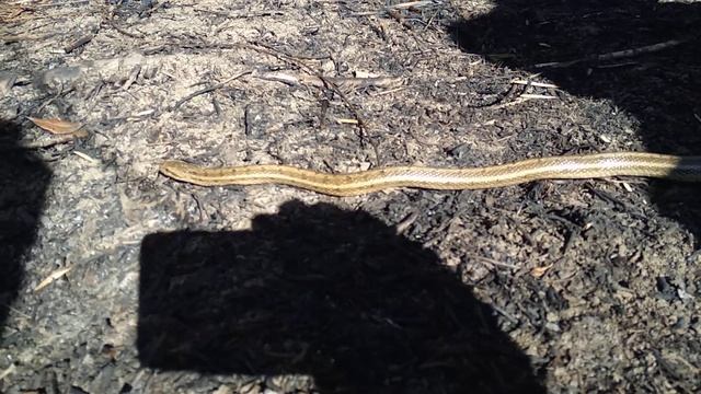 Змейка. Астраханская область. Рыбалка. смотреть онлайн