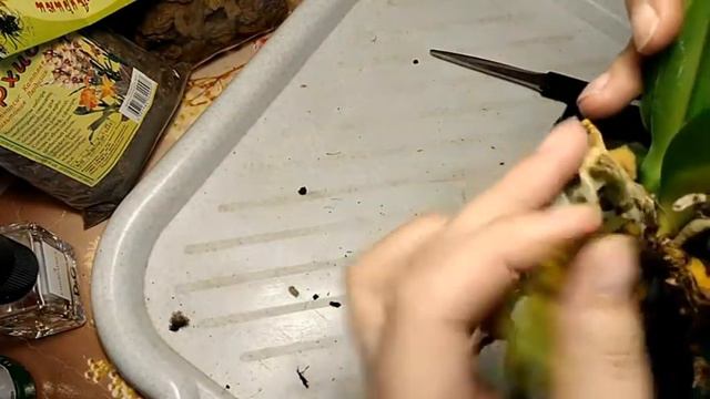 Фаленопсис. Пересадка и уход смотреть онлайн