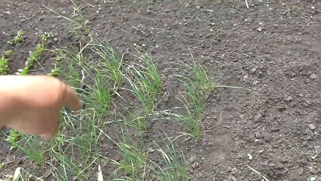 Озимый чеснок растет из семян смотреть онлайн