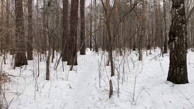Екатеринбург 11.03.2023 Березовая Роща, Юго западный лесопарк, парк Чкалова. смотреть онлайн