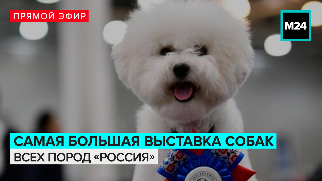 Самая большая выставка собак "Россия" — Москва 24 смотреть онлайн