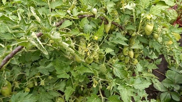 Томат Боец или Буян, не требует к себе внимания и выдает при этом много вкусного урожая