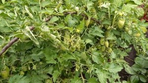 Томат Боец или Буян, не требует к себе внимания и выдает при этом много вкусного урожая