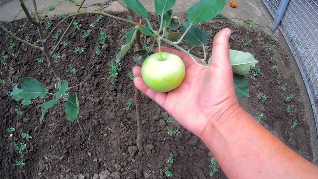 Горох взошел. Белый налив созревает. смотреть онлайн