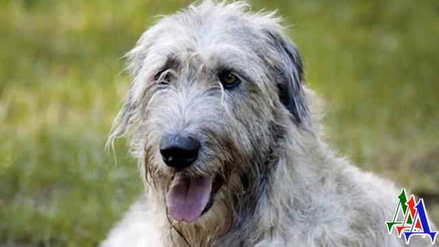 ВОЛКОДАВ 15. «Неужели ирландские ВОЛКОДАВЫ такие наседки?» - Сёма стал для КОТЯТ нежным отцом