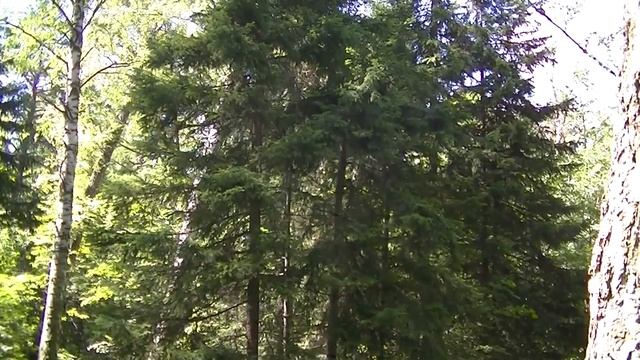 Новосибирский Академгородок