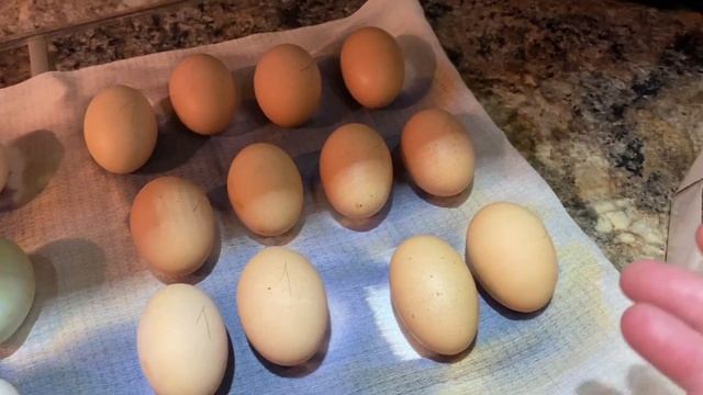 Дезинфекция инкубационных яиц и закладка в инкубатор! смотреть онлайн