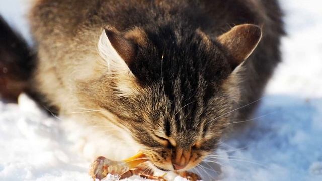 Чем нельзя можно нужно кормить котов Профилактика кариеса, травмирования мочекаменной болезни смотреть онлайн