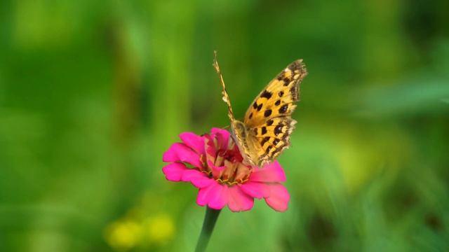 Расслабляющая музыка со звуками насекомых. смотреть онлайн
