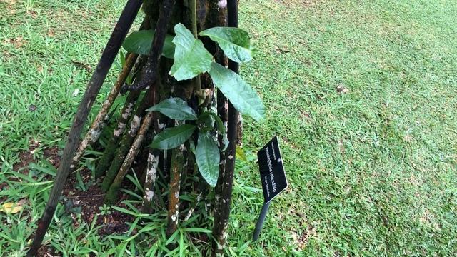 Сейшелы.Кокос 