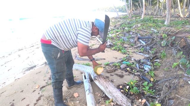 Прогулки с AlexTravel по Доминиканской Республике. Как добывают кокос в Доминикане. смотреть онлайн