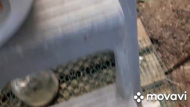 Вес утят мулардов в 20 дней и условия содержания. смотреть онлайн