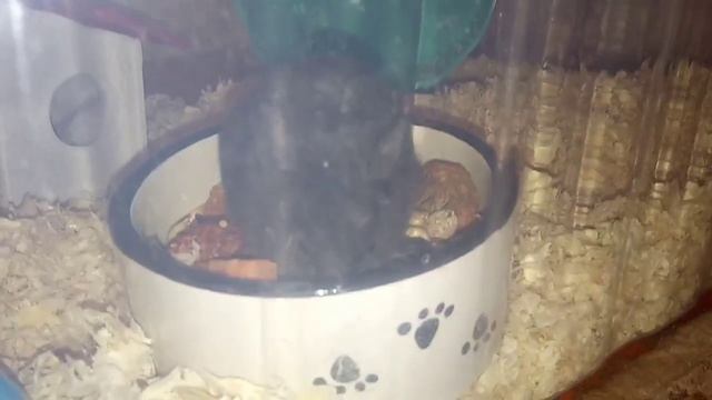 Хомячий Vlog: покупки для хомки, обустройство контейнера для хомяка! смотреть онлайн