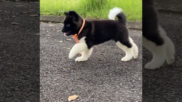 American Akita Puppies @ 2,5 Months Age From Toretto & Korny🤣👍❤️ смотреть онлайн