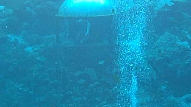 Weeki Wachee Former Mermaid Becky - Deep Dive смотреть онлайн