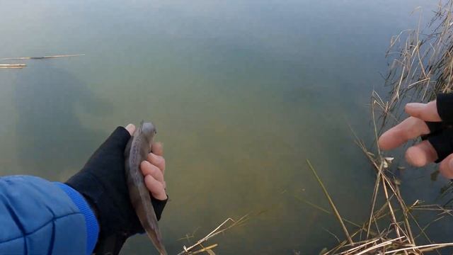 Ловля Окуня перед нерестом на Ультралайт?