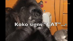 Коко - удивительная горилла, которая умела говорить!