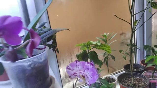 Орхидея после реанимации год спустя . смотреть онлайн