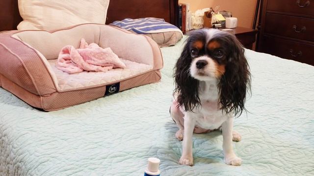 How I Dry My Cavalier's Ears Faster - Cavalier King Charles Spaniel