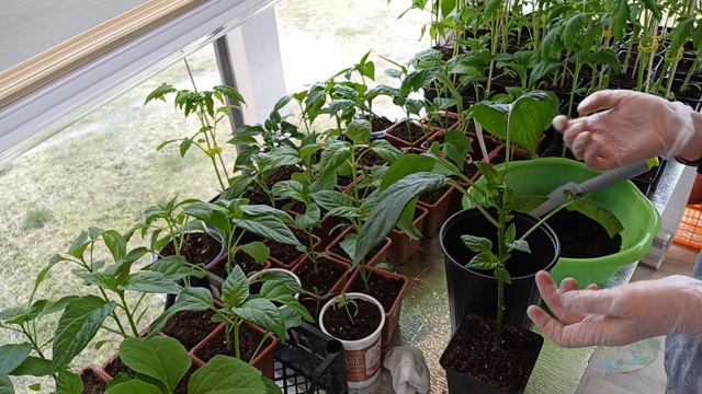 Пересадка обрезанного перца в больший объём! смотреть онлайн